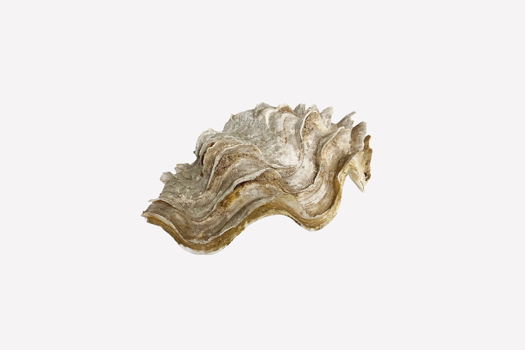Weathered Giant Clam Shell Prop