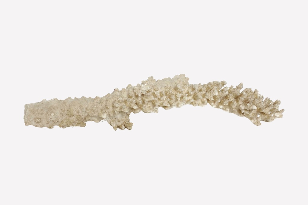 Natural White Coral Branch Prop