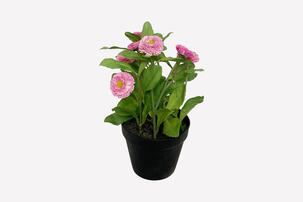 Potted Pink Daisy Bloom Arrangement