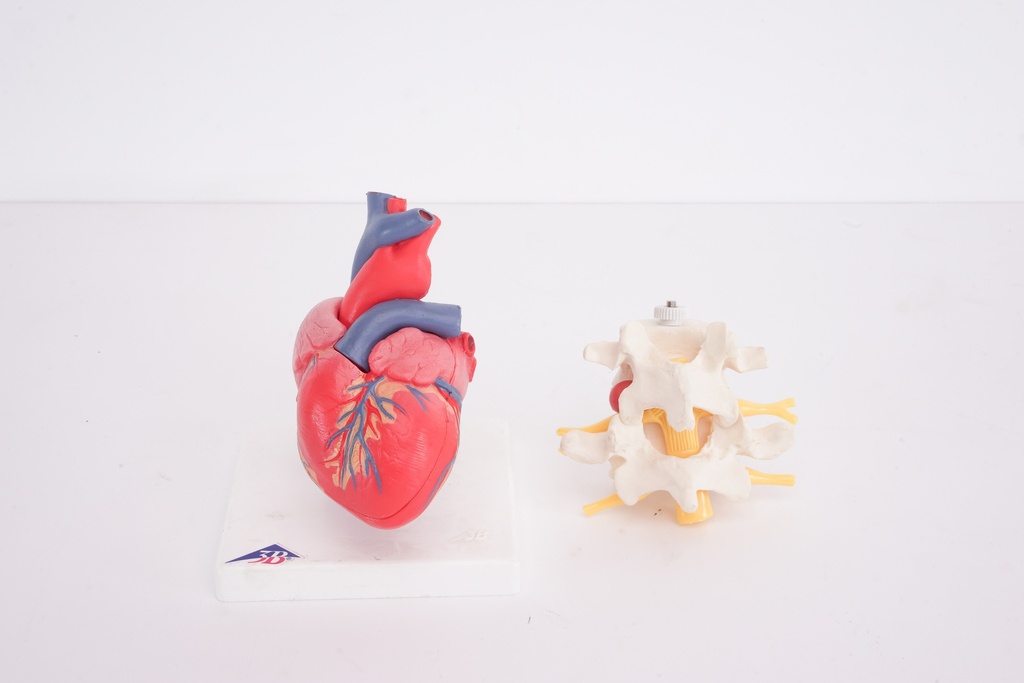 Anatomical Heart and Spine Models on Display