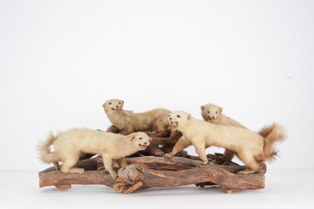 Taxidermy Ferret Quartet on Driftwood Display