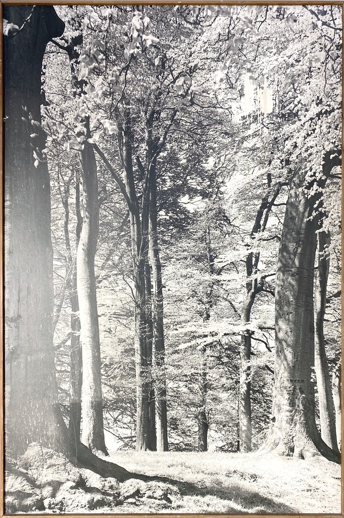 Sunlit Forest in Black and White