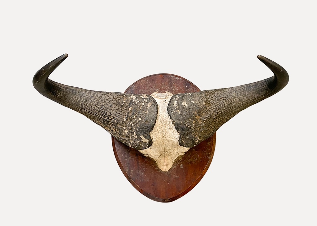 Mounted Taxidermy Bull Horns on Wooden Plaque