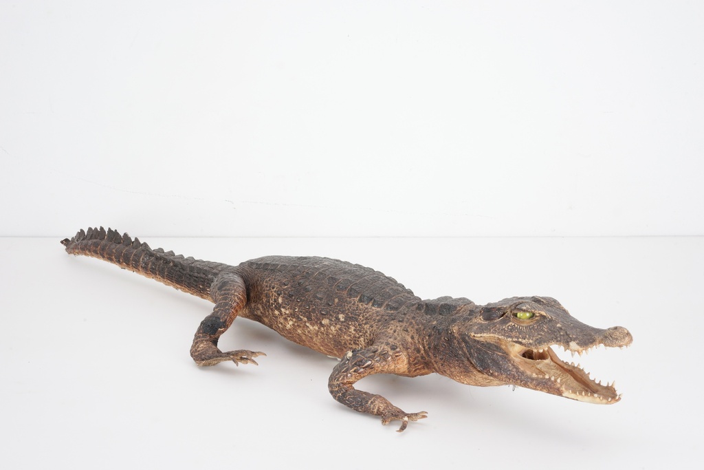 Taxidermy Crocodile Display Prop