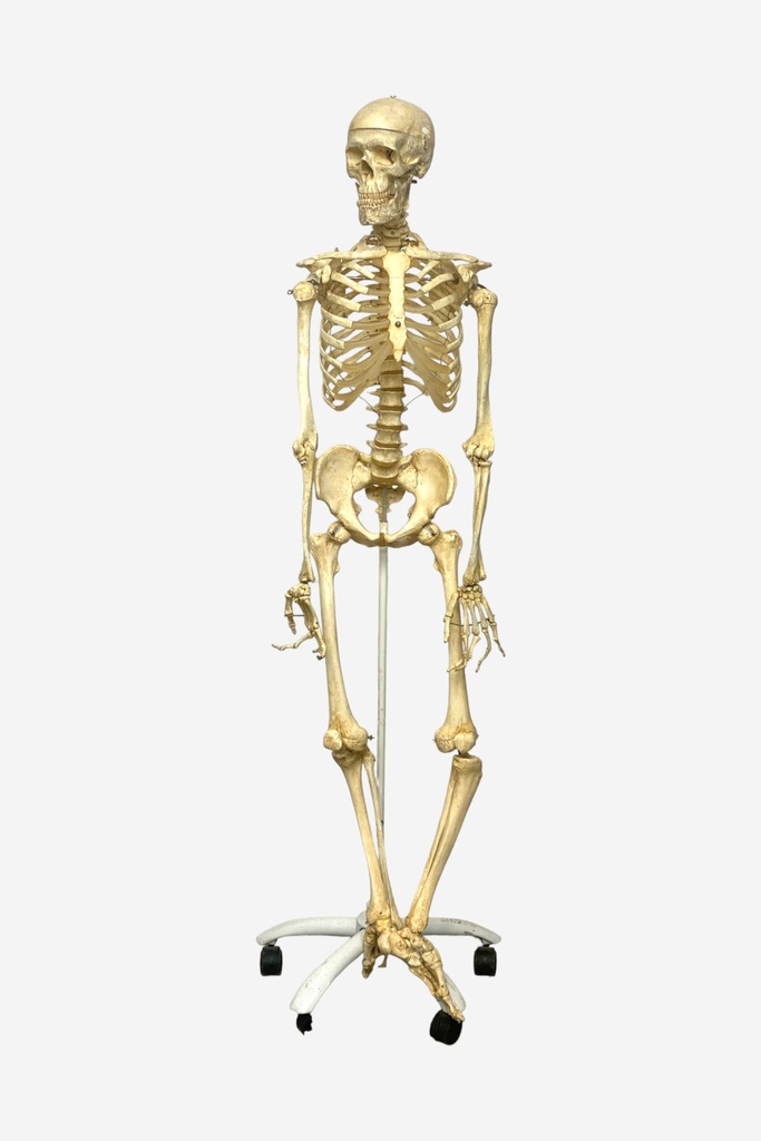 Anatomical Skeleton Model on Rolling Stand